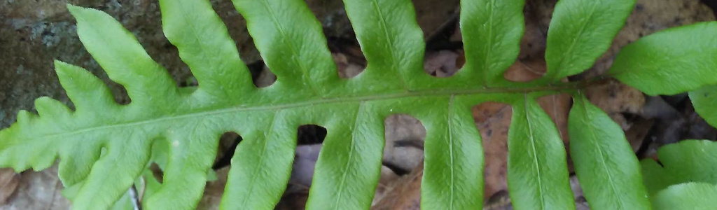 Ferns and Lycophytes of NC Natural Preserves