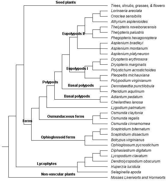 Fern evolutionary tree